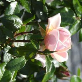 Joie de Vivre Floribunda Rose (Rosa Joie de Vivre) 3